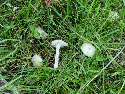 Snowy Waxcap