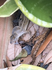 Anolis sagrei