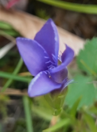 Fringe-flowered Gentian