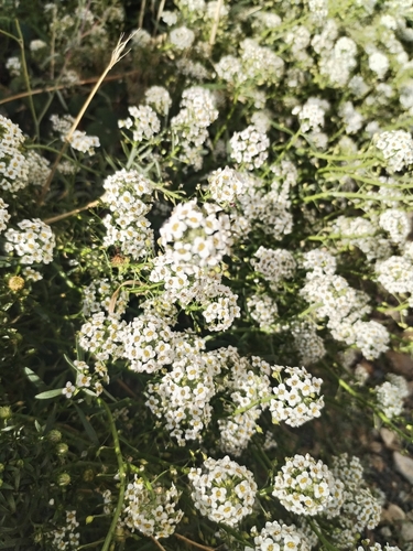 sweet alyssum