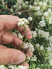 Lobularia maritima, photograph author not stated, no rights reserved