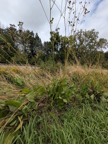 prairie dock