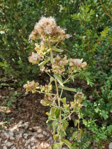 Ploughman's-spikenard