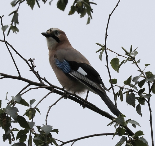 Eurasian Jay