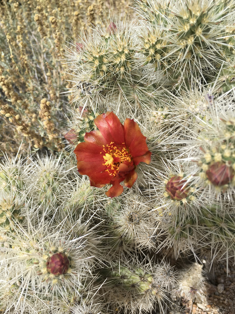 Chuckwalla Cholla
