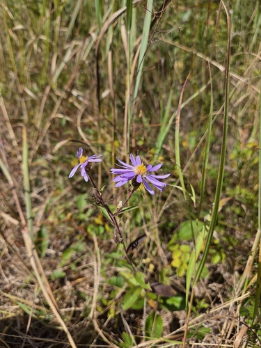 purple wood aster