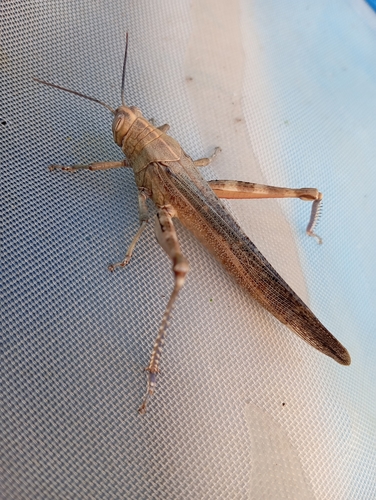 Egyptian Bird Grasshopper