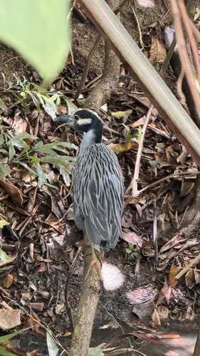 Yellow-crowned Night Heron