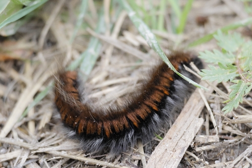 Fox Moth