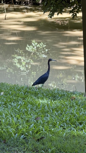 Little Blue Heron