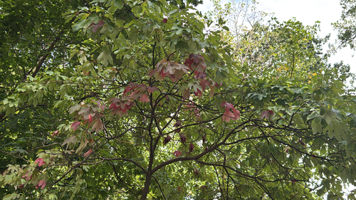 sassafras