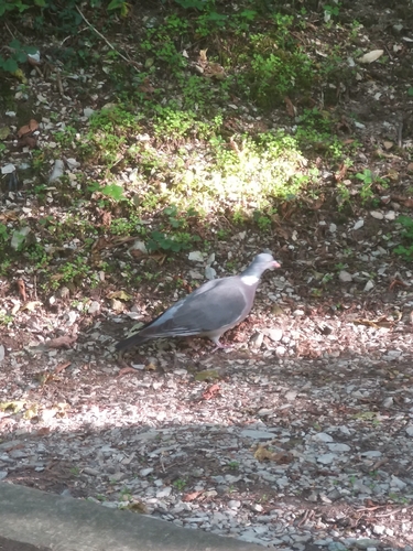 Common Wood-Pigeon