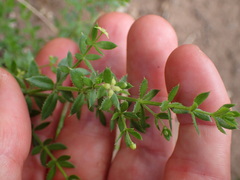 Galium californicum