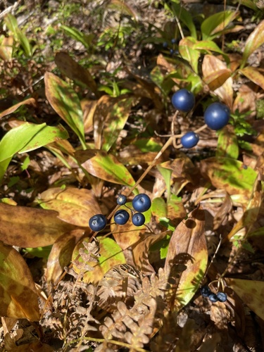 bluebead lily