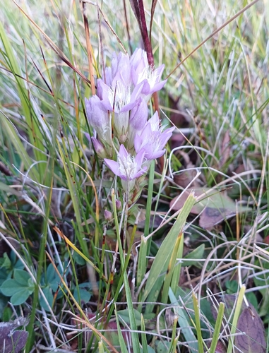Gentianella austriaca