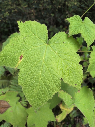 thimbleberry