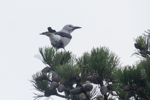 Pinus muricata