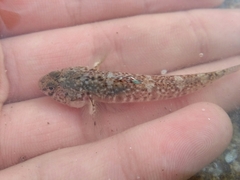 Pomatoschistus microps