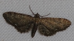 Eupithecia abbreviata