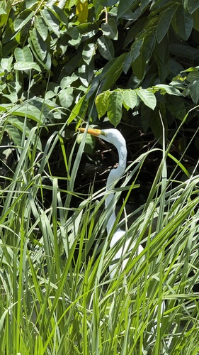 Great Egret
