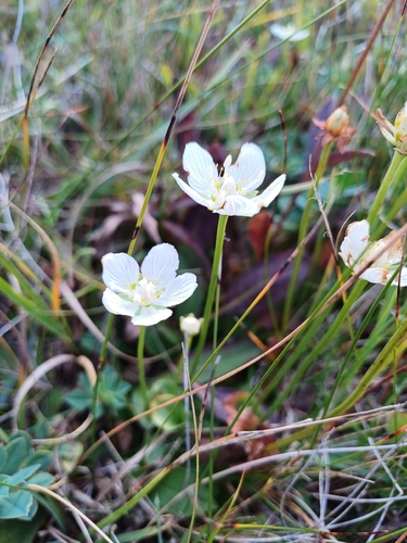 marsh grass-of-Parnassus