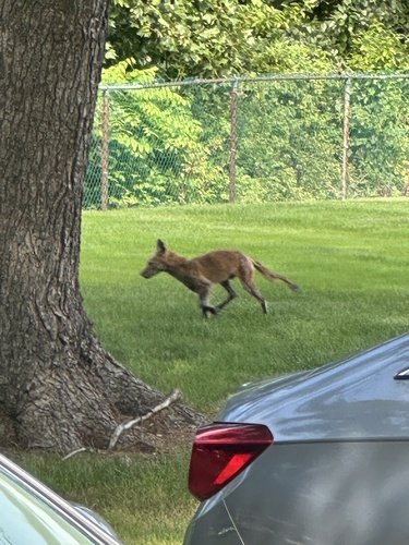 Red Fox