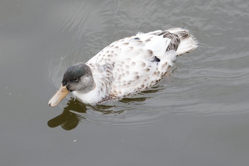 Mallard
