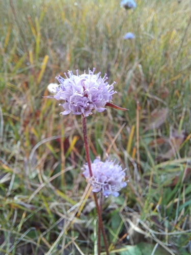 Devil's-bit Scabious