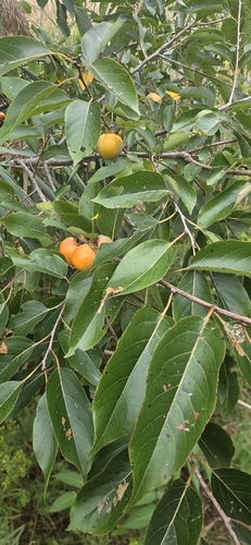 American persimmon