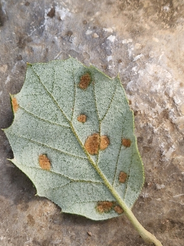 Holm Oak Felt Gall Mite