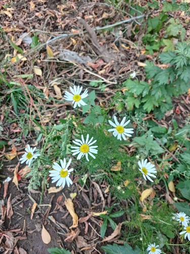 scentless mayweed