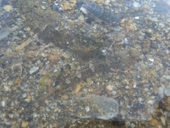 Pomatoschistus microps