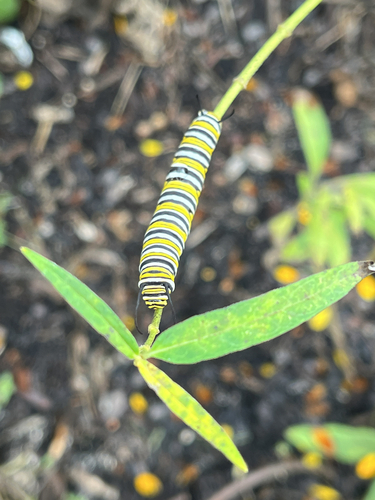 Monarch