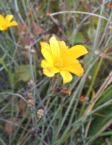 Linum maritimum