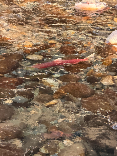 Sockeye Salmon