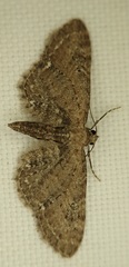 Eupithecia abbreviata