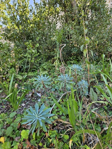 Mediterranean spurge