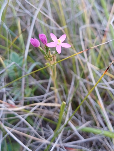 Centaurium littorale uliginosum