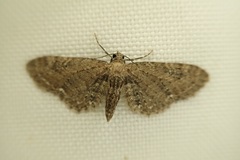 Eupithecia abbreviata