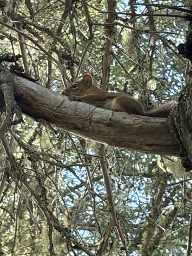 American Red Squirrel