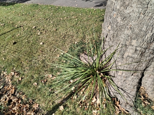 New Zealand cabbage tree