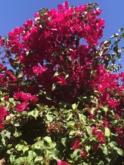 Bougainvillea