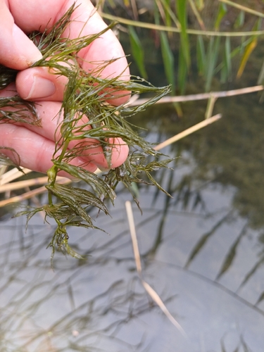 Soft Hornwort