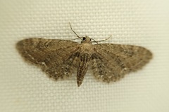 Eupithecia abbreviata