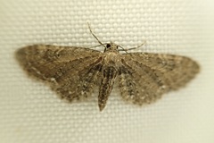 Eupithecia abbreviata