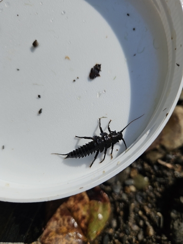 Knobbed Salmonfly