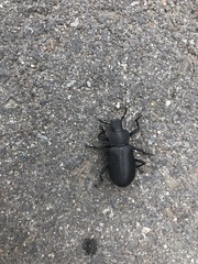 Iphthiminus serratus