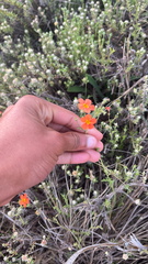Jamesbrittenia aurantiaca