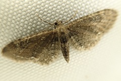 Eupithecia abbreviata
