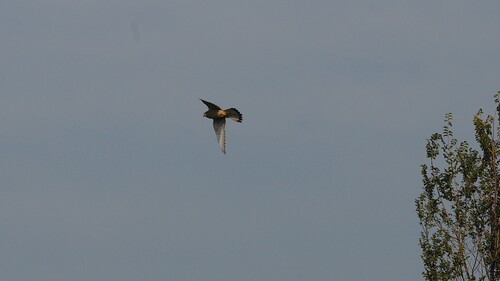 Eurasian Kestrel